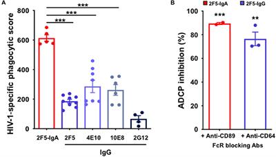 Antibody-Dependent Cellular Phagocytosis of HIV-1-Infected Cells Is Efficiently Triggered by IgA Targeting HIV-1 Envelope Subunit gp41